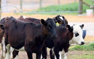 Little black dairy calf a milestone for LIC