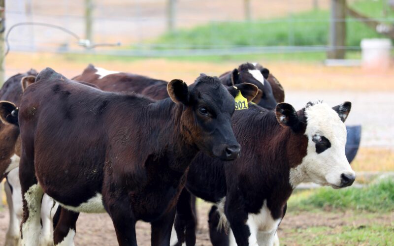 Little black dairy calf a milestone for LIC