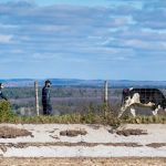 Migrant farm workers in dairy farms