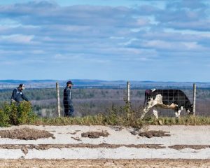 Migrant farm workers in dairy farms