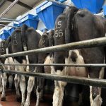 Milk supplies up by 6m litres year on year in September