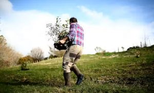 Most NZ dairy farmers put profitability first – but some are planting native trees anyway