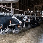 New grant program aims to end milk dumping for NY dairy farms