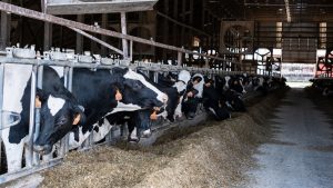 New grant program aims to end milk dumping for NY dairy farms