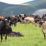 Pāmu lifts profit forecast on strong dairy, red meat returns