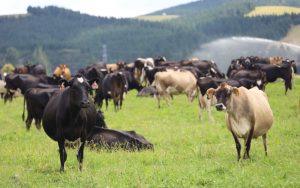 Pāmu lifts profit forecast on strong dairy, red meat returns