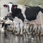 Prepare your dairy herd for fall season