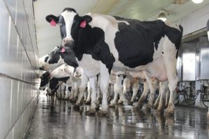 Prepare your dairy herd for fall season