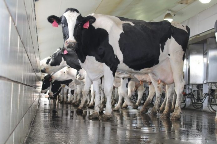 Prepare your dairy herd for fall season