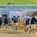 Re-focus needed to grassroot dairy farming