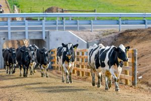 Re-focus needed to grassroot dairy farming