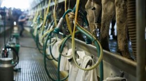 State’s Dairy Industry Points to New Comptroller Report on Agriculture to Support 2025 Budget Requests