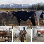 The Last Frontier The Story of Alaska’s Only Dairy Farm