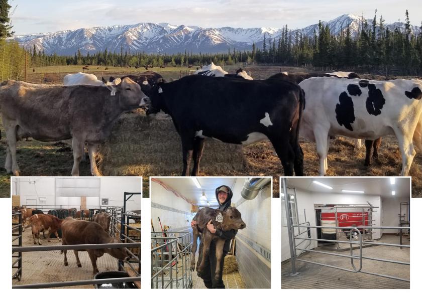 The Last Frontier The Story of Alaska’s Only Dairy Farm