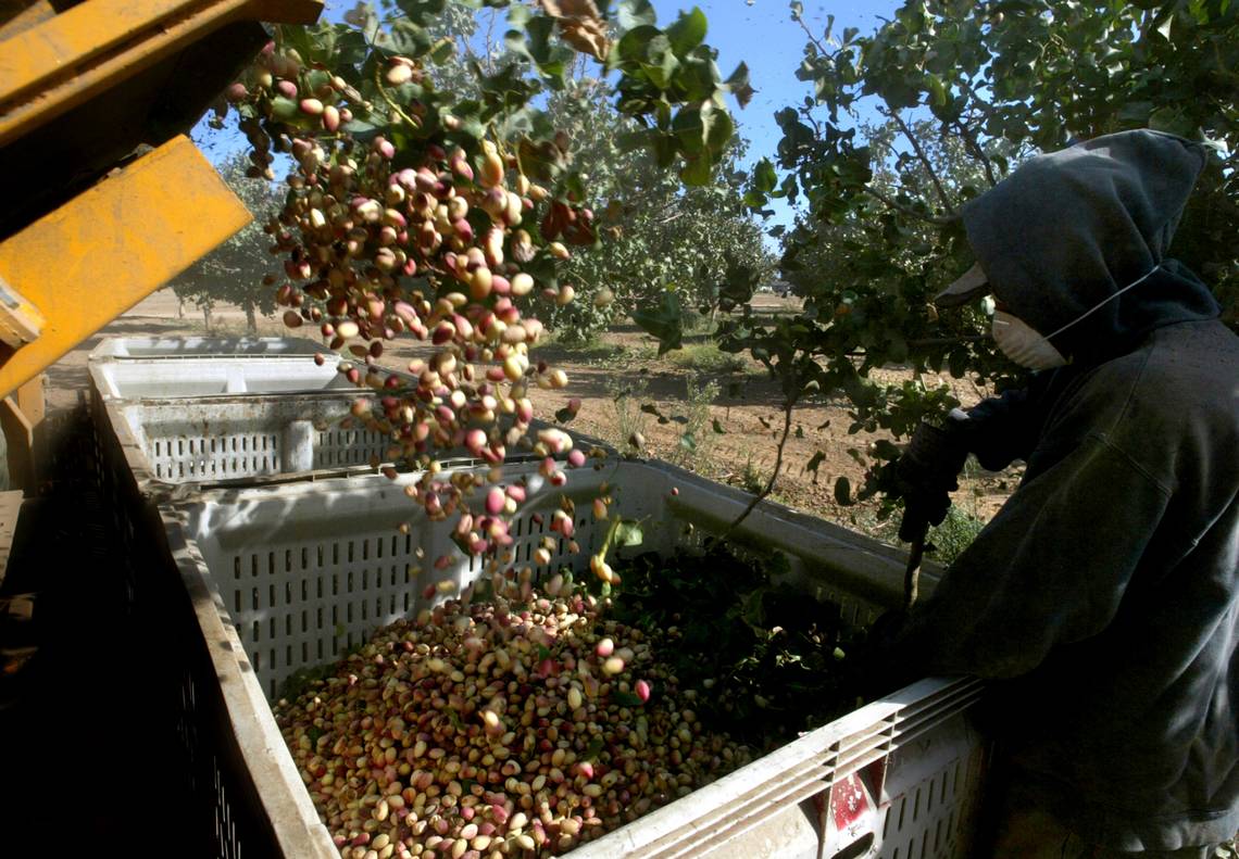 Trump policies cost California farmers during his last presidency1