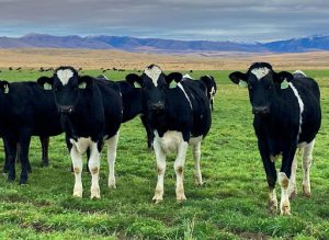 USDA Extends Deadline for Organic Dairy Marketing Assistance Program to December 13