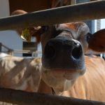 USDA Issues Final Decision on Amendments to all Eleven Federal Milk Marketing Orders