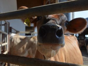 USDA Issues Final Decision on Amendments to all Eleven Federal Milk Marketing Orders