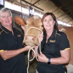 WA dairy cattle sold in Rochester