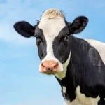 Webinar Explains New Tool for Dairy Producers from DRMS