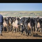 What mass deportations could mean for Idaho's dairy industry