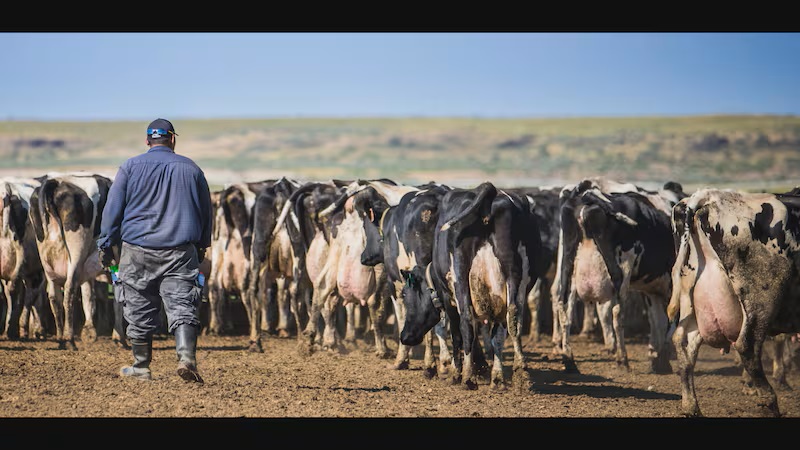 What mass deportations could mean for Idaho's dairy industry