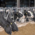 A Larger Dairy Herd May Limit Future Price Rallies