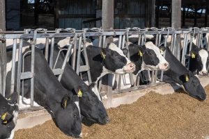 A Larger Dairy Herd May Limit Future Price Rallies