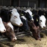 Ag observer says dairy industry is up against many challenges in the year ahead