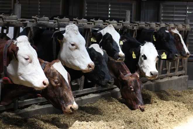 Ag observer says dairy industry is up against many challenges in the year ahead