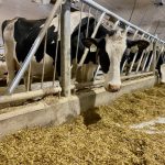 Are white ear tags shortchanging beef-on-dairy calves