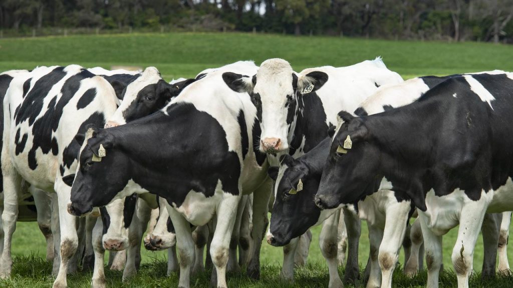 Australian dairy farm numbers decline in 2023-24