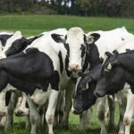 Australian dairy farm numbers decline in 2023-24