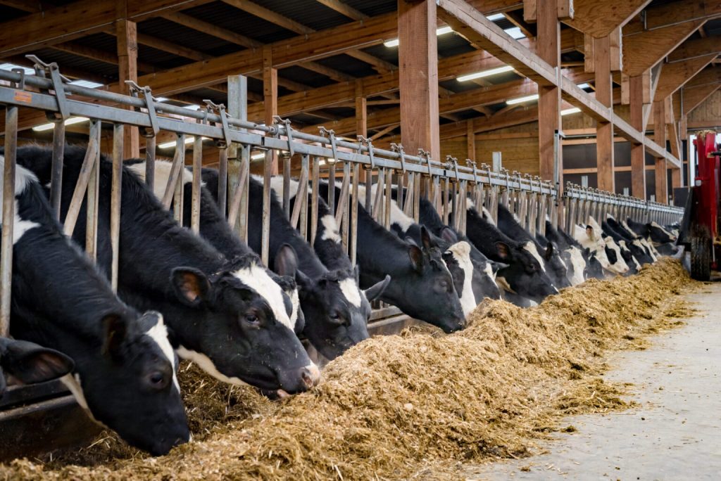 Beef-dairy-cows-providing-added-value-for-producers