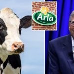 Bill Gates Wrongly Under Fire Over Cow Feed