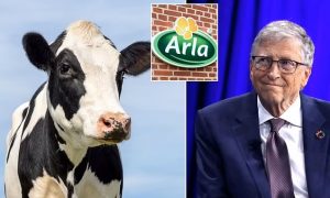 Bill Gates Wrongly Under Fire Over Cow Feed