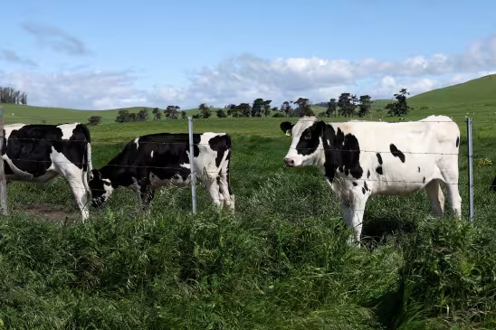 Bird Flu is Tearing Through California’s Dairy Herd. Can it Be Stopped