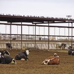 Bird flu rattles dairy industry