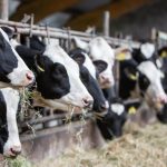 Britain’s dairy producers sector decline slows in 2024