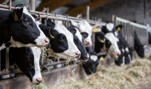 Britain’s dairy producers sector decline slows in 2024