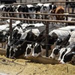 California declares state of emergency over H5N1 virus in dairy cattle