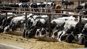 California declares state of emergency over H5N1 virus in dairy cattle