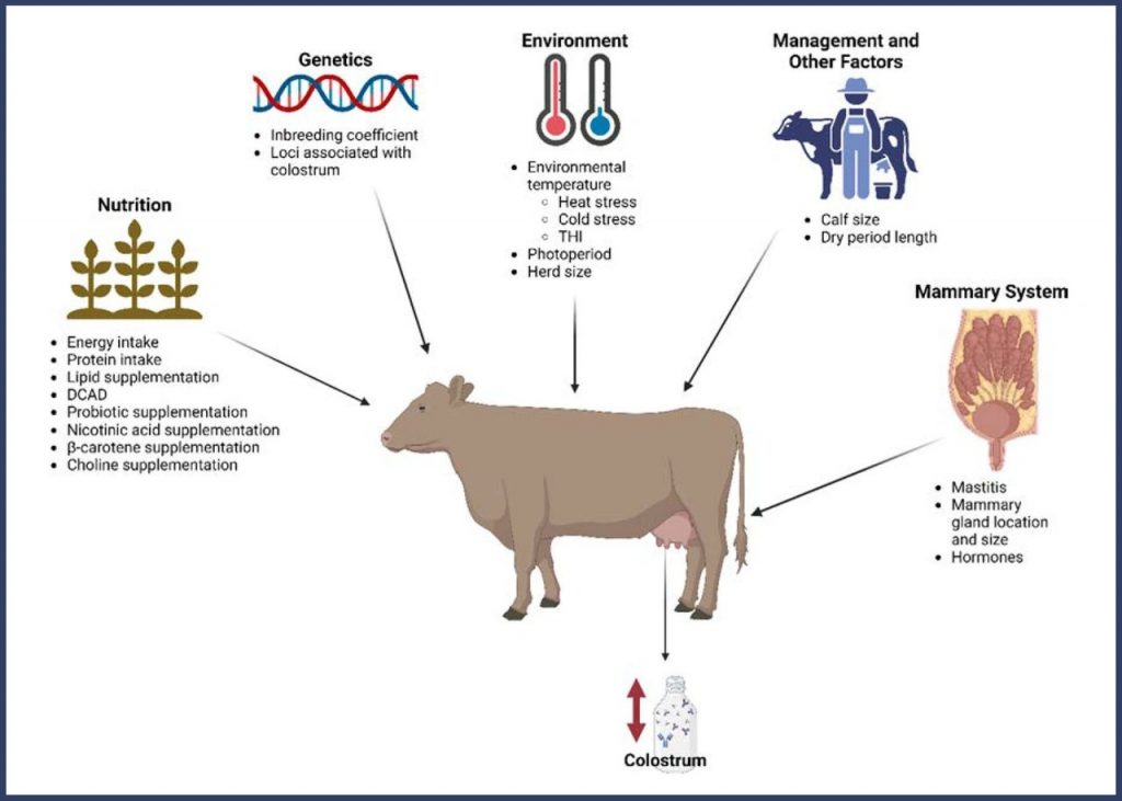 Combating low to no colostrum production in dairy herds