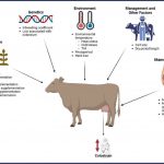 Combating low to no colostrum production in dairy herds