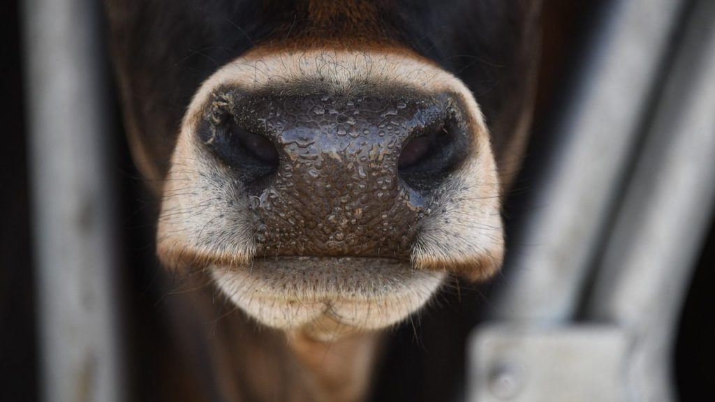 Confirmed bluetongue cases in GB rise to 185 – Defra