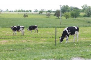 Dairy Directions series evaluates cybersecurity, markets