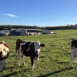 Dairy Focus High protein for cheese production on French farm