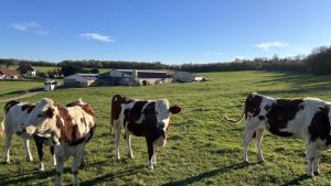 Dairy Focus High protein for cheese production on French farm