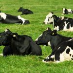 Dairy Market Report December 2024