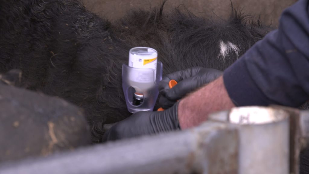 Dairy advice Vaccination protocol during the dry cow period